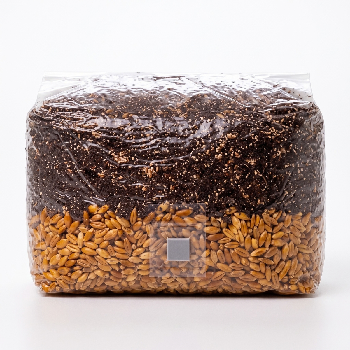 The Beginner’s Guide to Growing Mushrooms in All-In-One Bags