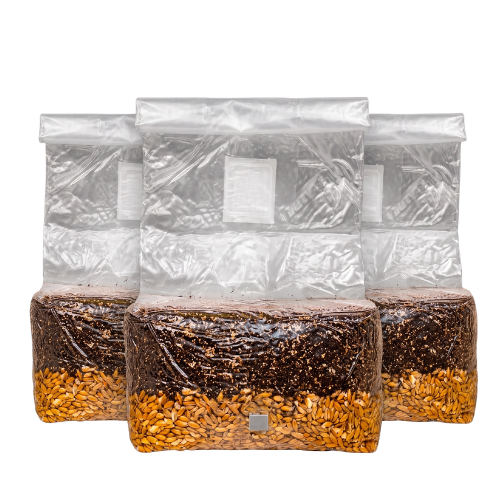 Three 5lb all-in-one mushroom grow bags