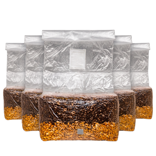 Five 5lb all-in-one mushroom grow bags