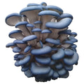 10ml Blue Oyster liquid culture syringe