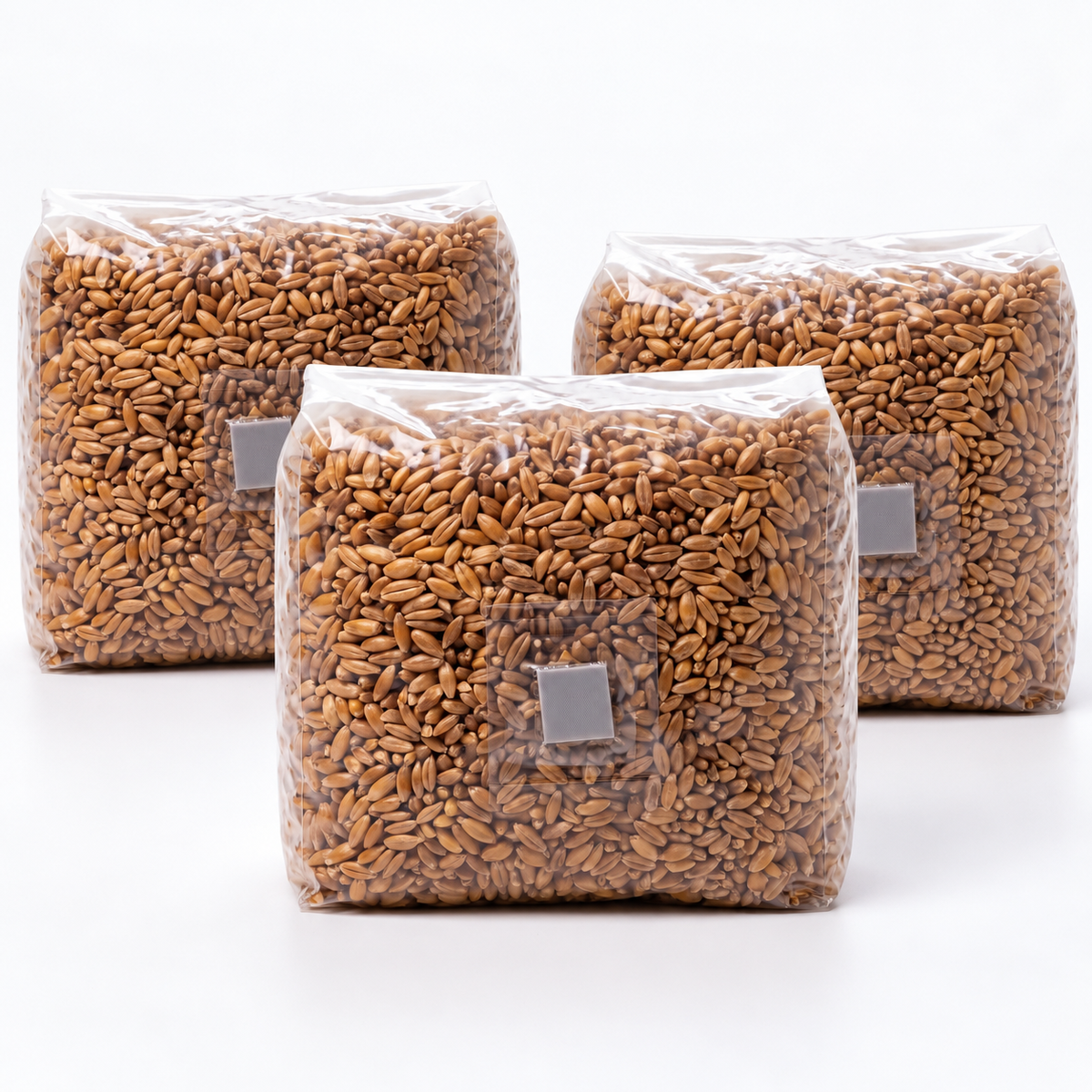 Three 3lb sterilized rye grain spawn bags